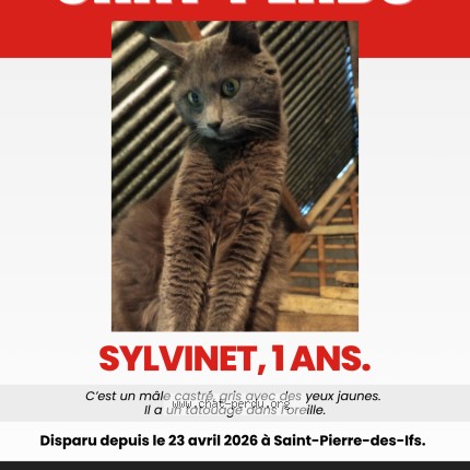 Photo 1/1 Sylvinet Chat perdu à Saint Pierre Des Ifs