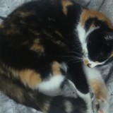 Rori