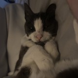 lilo