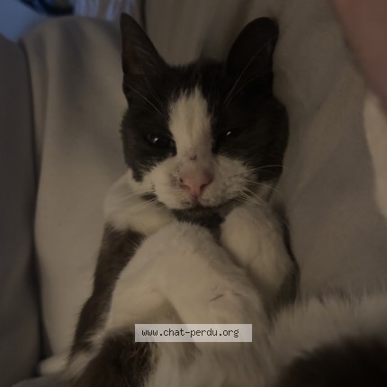 Photo 1/1 lilo Chat perdu à Tourcoing