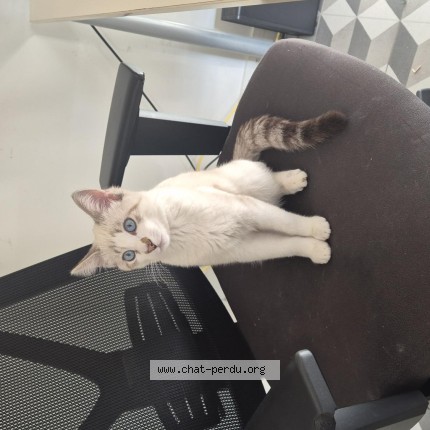 Photo de chat perdu à Villeurbanne