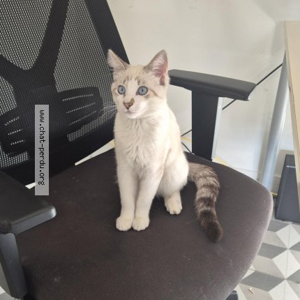 Photo 1/1 Chat retrouvé Perdu à Villeurbanne