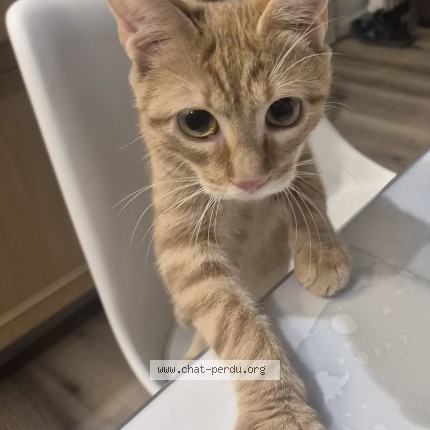 Photo de chat perdu à Pommiers