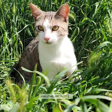 Photo de chat perdu à Carpentras