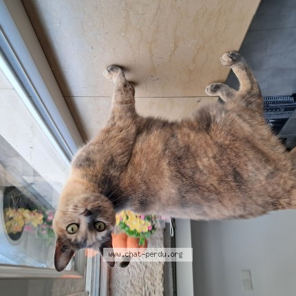 Photo de chat trouvé à Ceyzeriat