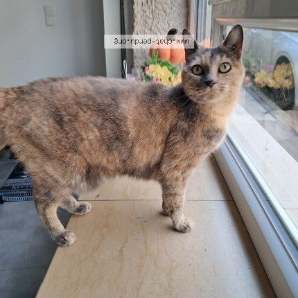 Photo 1/1 Chat trouvé Trouvé à Ceyzeriat