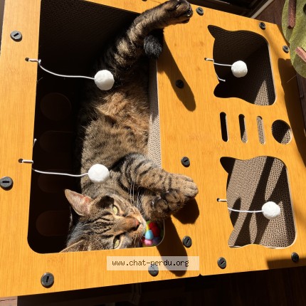 Photo de chat perdu à Magny St Loup