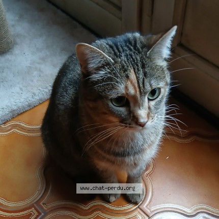 Photo 1/1 sutemi Chat perdu à L Hay Les Roses