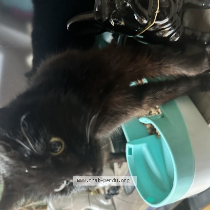 Photo 2/2 Chat trouvé Trouvé à Heugueville Sur Sienne