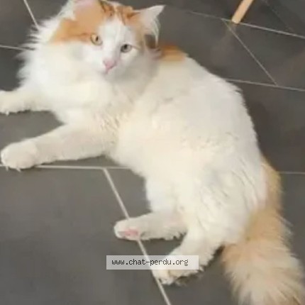 Photo 1/1 prospere Chat perdu à Epinal