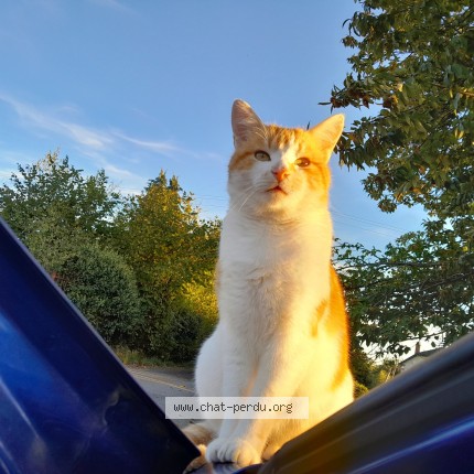 Photo de chat perdu à St Leonard De Noblat