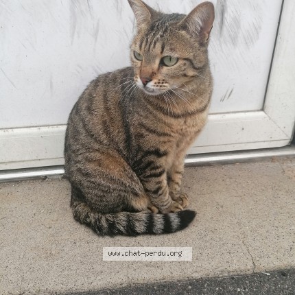 Photo de chat trouvé à Clermont Ferrand