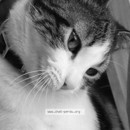Photo de chat perdu à Saint Herblain