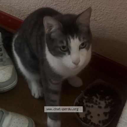 Photo 1/1 Chat retrouvé Trouvé à Rennes
