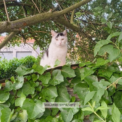 Photo 1/1 Bucky Chat perdu à Lomme