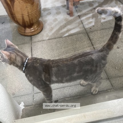 Photo 2/3 Chat retrouvé Trouvé à Montpellier