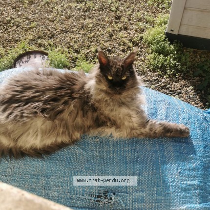 Photo de chat perdu à Colmar