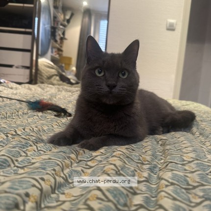 Photo de chat perdu à Paris