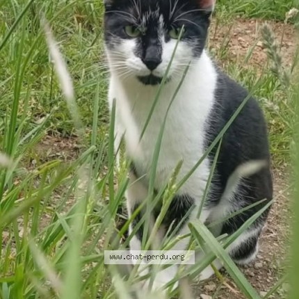 Photo de chat perdu à Casson
