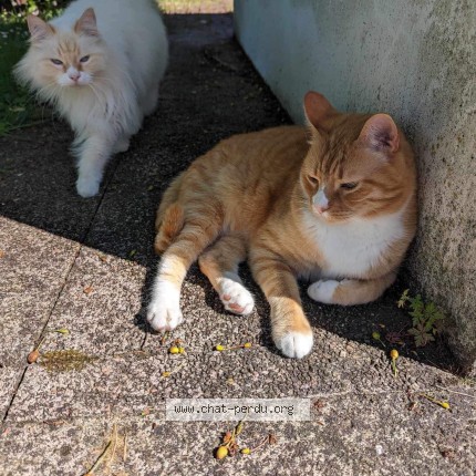 Photo 1/1 Chat retrouvé Perdu à Fleac