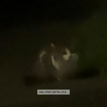 Photo de chat trouvé à Agen