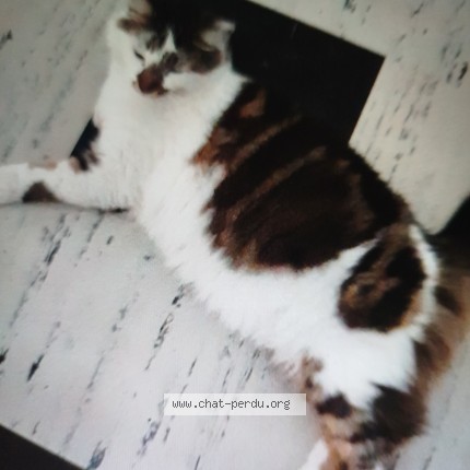 Photo de chat trouvé à Lille