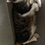 Tigrou
