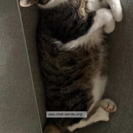 Photo 1/1 Tigrou Chat perdu à Frasses Les Montet