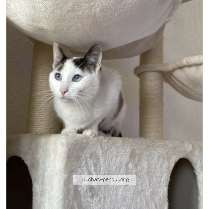 Photo de chat perdu à Boussy Saint Antoine