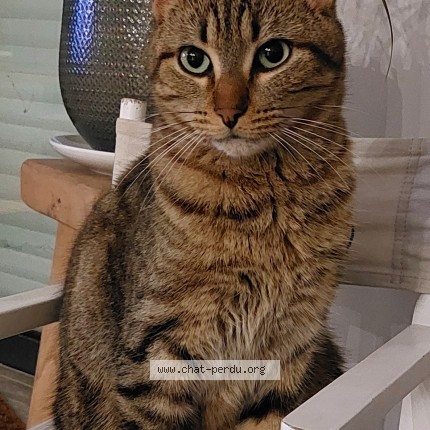 Photo de chat perdu à Oree D Anjou Landemont