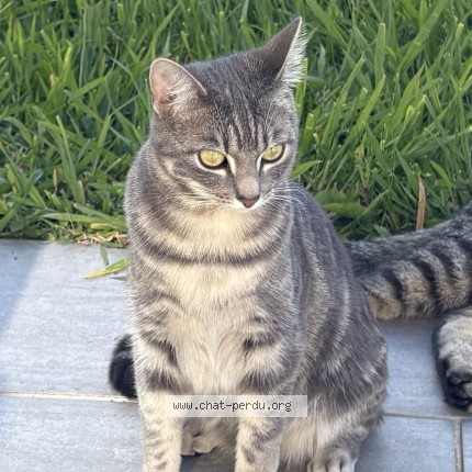 Photo 1/2 Chat retrouvé Perdu à Landerneau