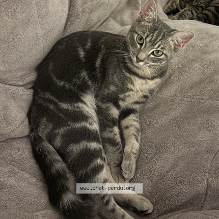Photo 2/2 Chat retrouvé Perdu à Landerneau
