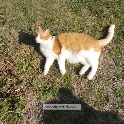 Photo de chat perdu à La Roche Posay