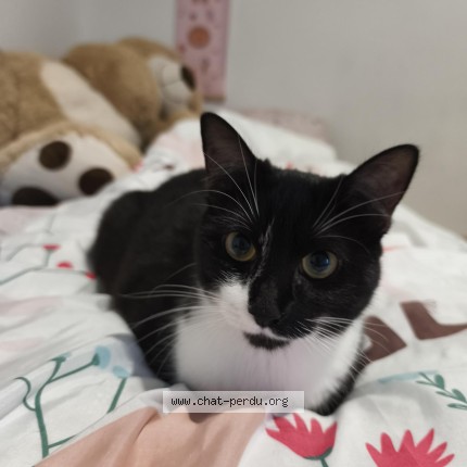 Photo de chat perdu à Angers