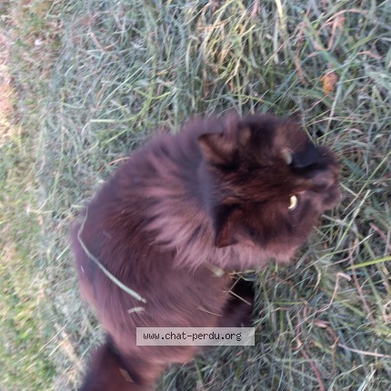 Photo de chat perdu à Tournus