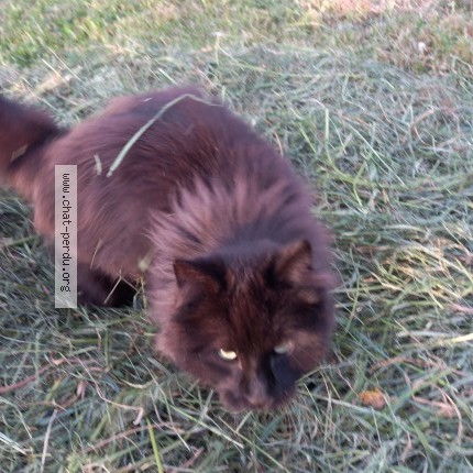 Photo 1/1 Louis Chat perdu à Tournus