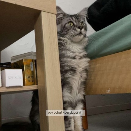 Photo de chat perdu à Cernay