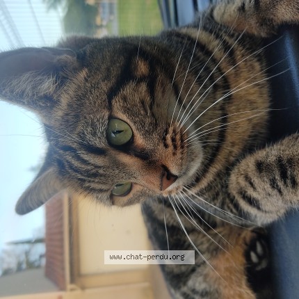 Photo de chat perdu à Muret