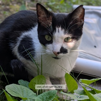 Photo de chat perdu à Grenoble