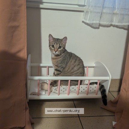 Photo de chat perdu à Vezins