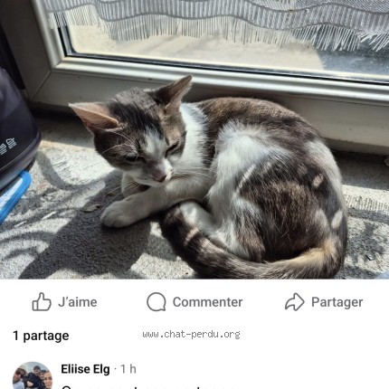 Photo de chat perdu à Pierrefontaine Les Blamont