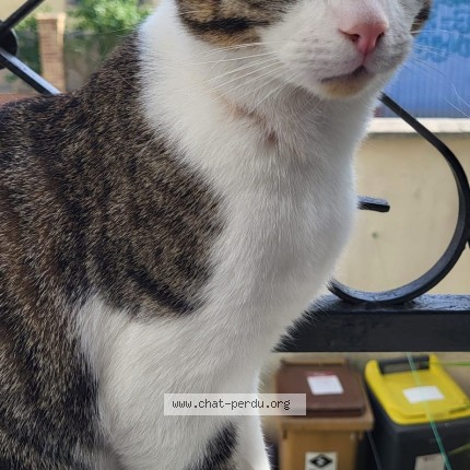 Photo 1/1 Pika Chat perdu à Montreuil