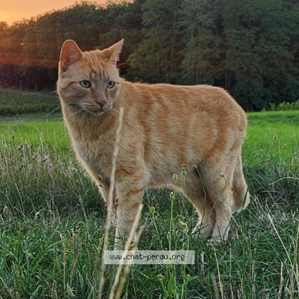 Photo de chat perdu à La Croix En Touraine