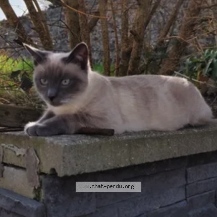 Photo 2/2 Chat retrouvé Perdu à Saint Brieuc