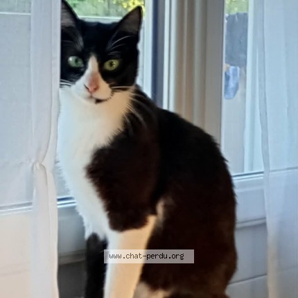 Photo 1/1 Equie ou petit coeur Chat perdu à Seyssinet Pariset