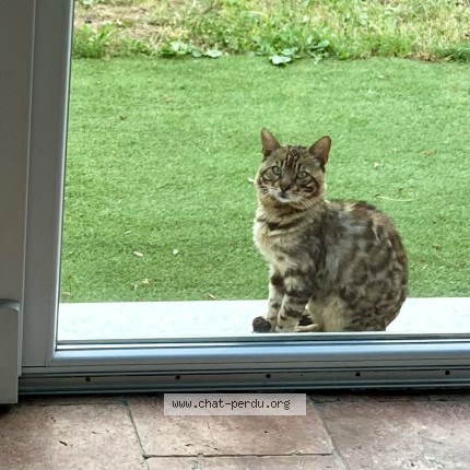 Photo de chat perdu à Porto Vecchio