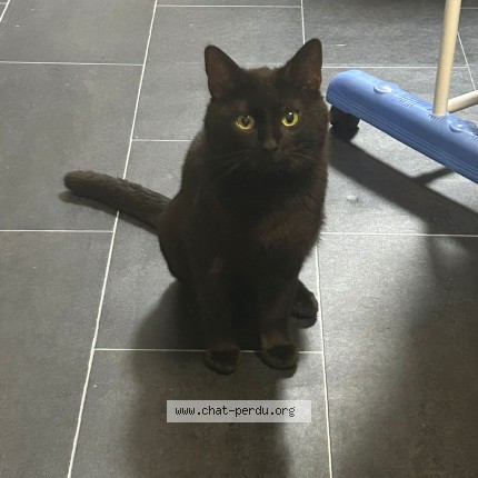 Photo 1/1 Minou Chat perdu à Montbrison