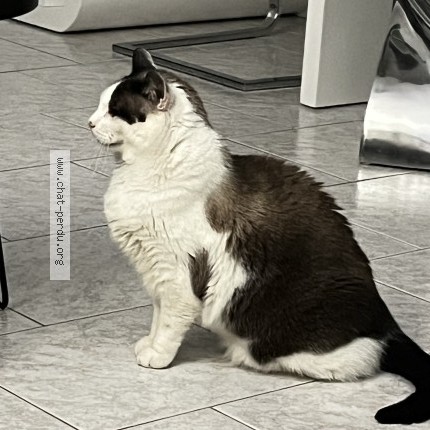 Photo 1/1 gosthy Chat perdu à Nousseviller St Nabor