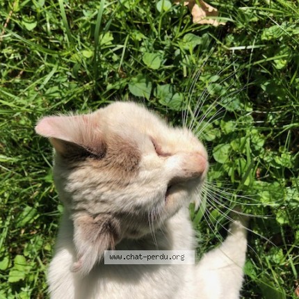 Photo 1/1 Chat trouvé Trouvé à Sainte Anne D Auray