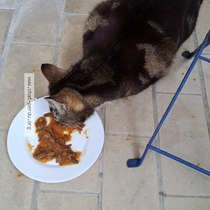 Photo 1/4 Chat retrouvé Trouvé à Niort